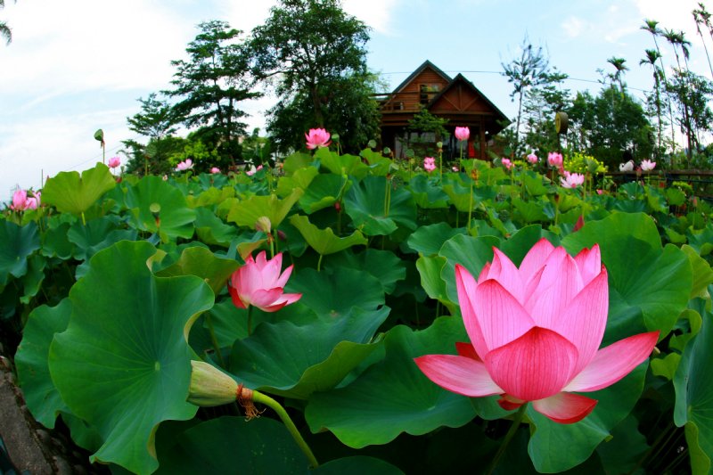 5月开什么花